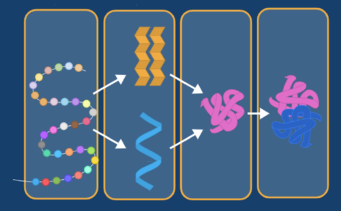 <p>The amino acid sequence is taken to the rough endoplasmic reticulum where it is folded into a protein.</p>