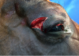 <p>AKP store husdyr blok 4 2024</p><p>Hesten indlægges med en ca. 24 timer gammel øjenlågslaceration. Hvorledes vil du vurdere denne patients prognose quo ad restitutionam completam?</p><p>1 God; såret vil hele pænt uanset om det sutureres til heling per primam eller efterlades åbent til heling per secundam </p><p>2 Reserveret; et ældre sår vil have vanskeligt ved at hele uanset behandling </p><p>3 God; såret vil hele pænt, hvis det sutureres til heling per primam </p><p>4 Reserveret; eneste mulige behandling er at efterlade såret åbent til heling per secundam</p>