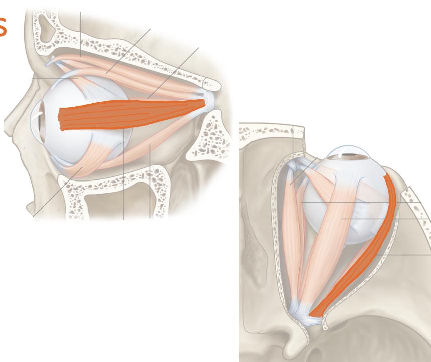 <p>List their attachments, their function, and innervation: Lateral Rectus</p>