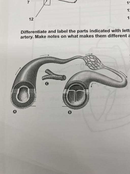 Capillary, Vein, and Artery (C)