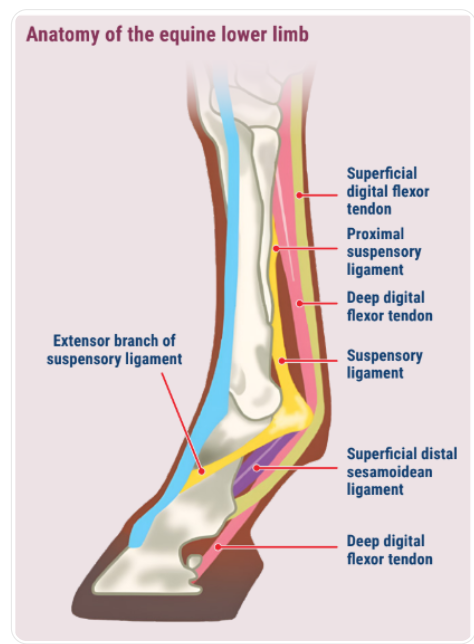 <p>Mid metacarpal</p><p>(from dorsal to palmar)</p><ul><li><p>before fetlock</p></li></ul><p></p>