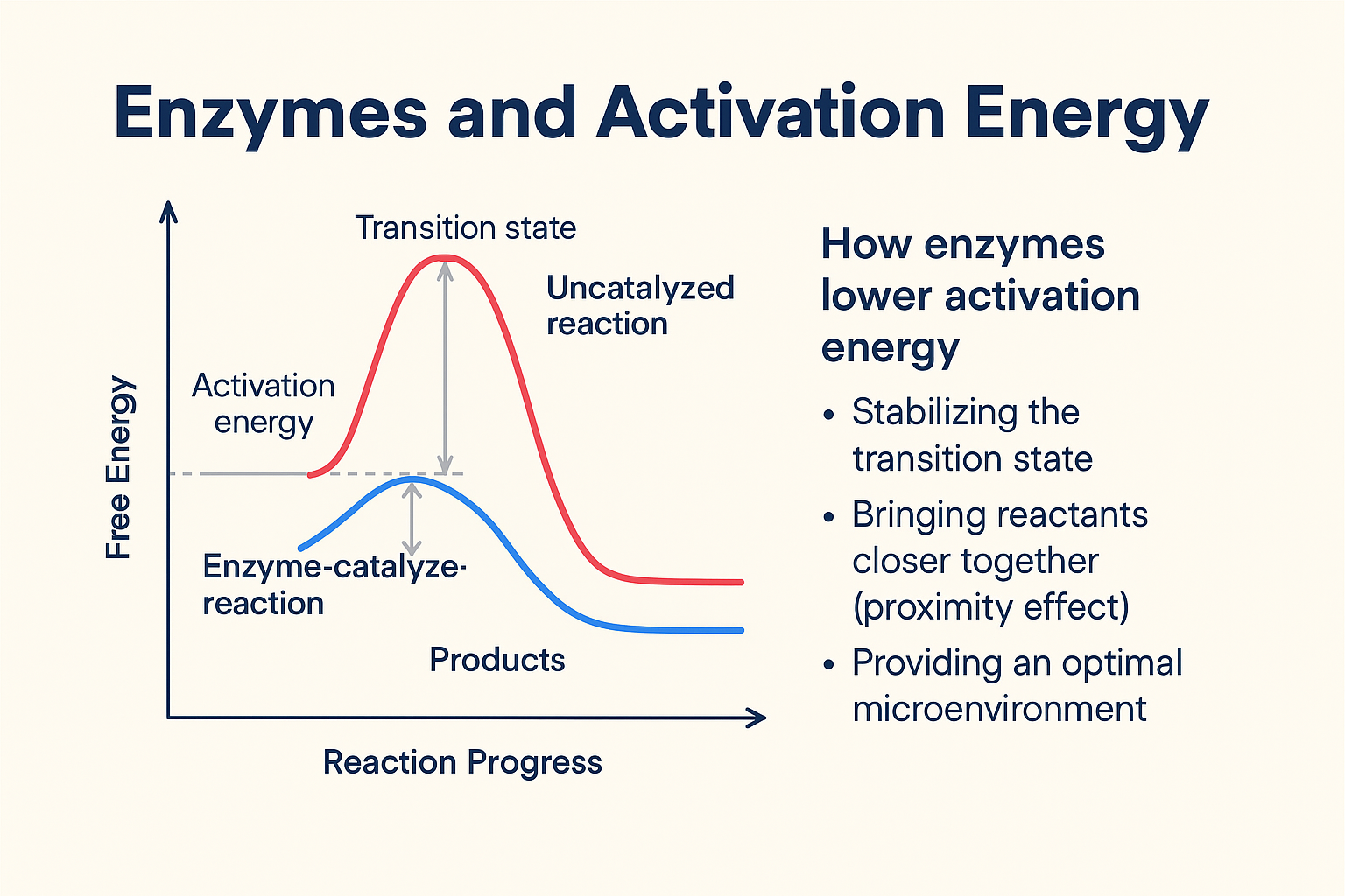<p>Enzymes decrease the activation energy of a chemical reaction</p>