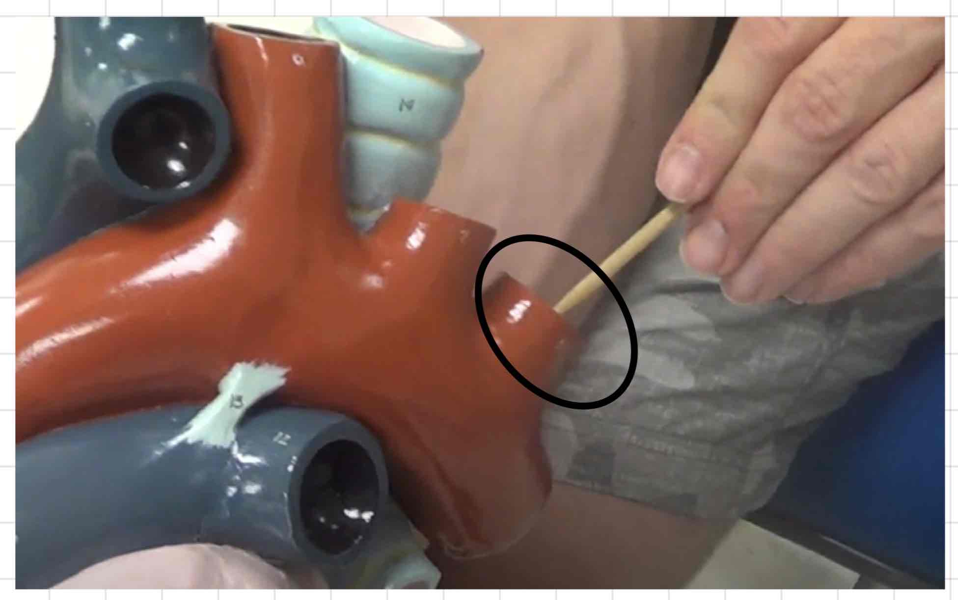 <p>what is this? (giant heart model)</p>