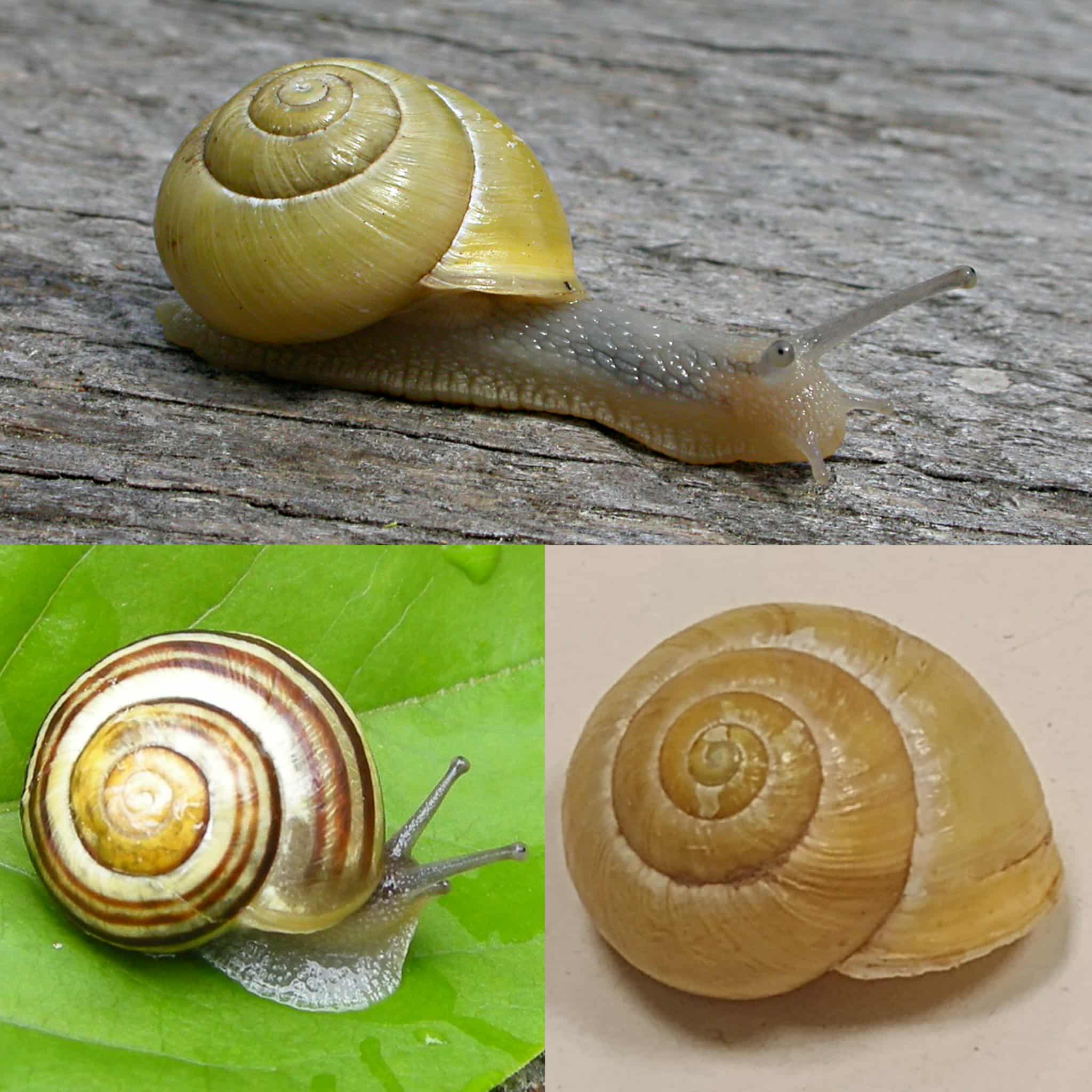 <p>Kmeň: Mollusca (mäkýše)<br>Trieda: Gastropoda (ulitníky)<br>Skupina: Pulmonata (pľúcnatce)</p>