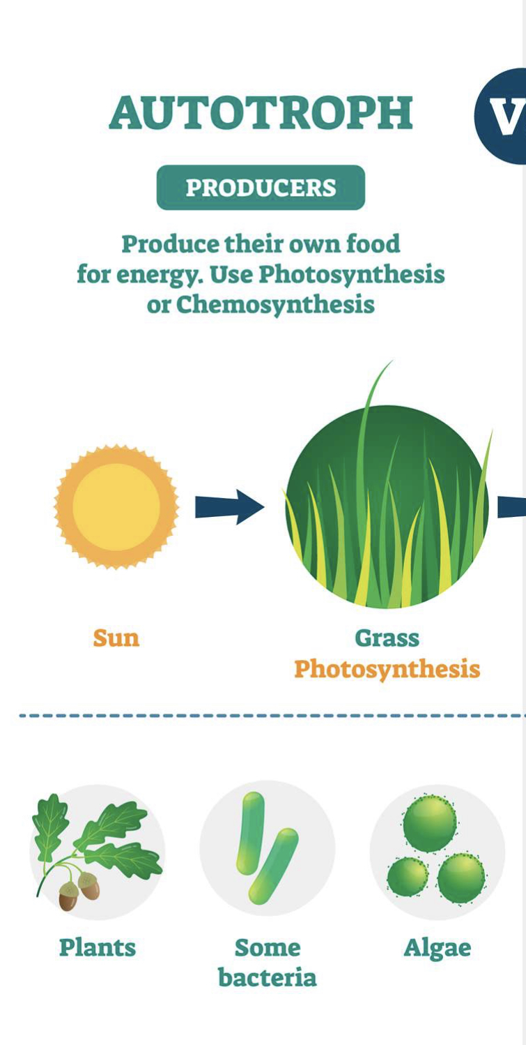 <ul><li><p>being able to generate their own food</p><ul><li><p>plants</p></li></ul></li></ul>