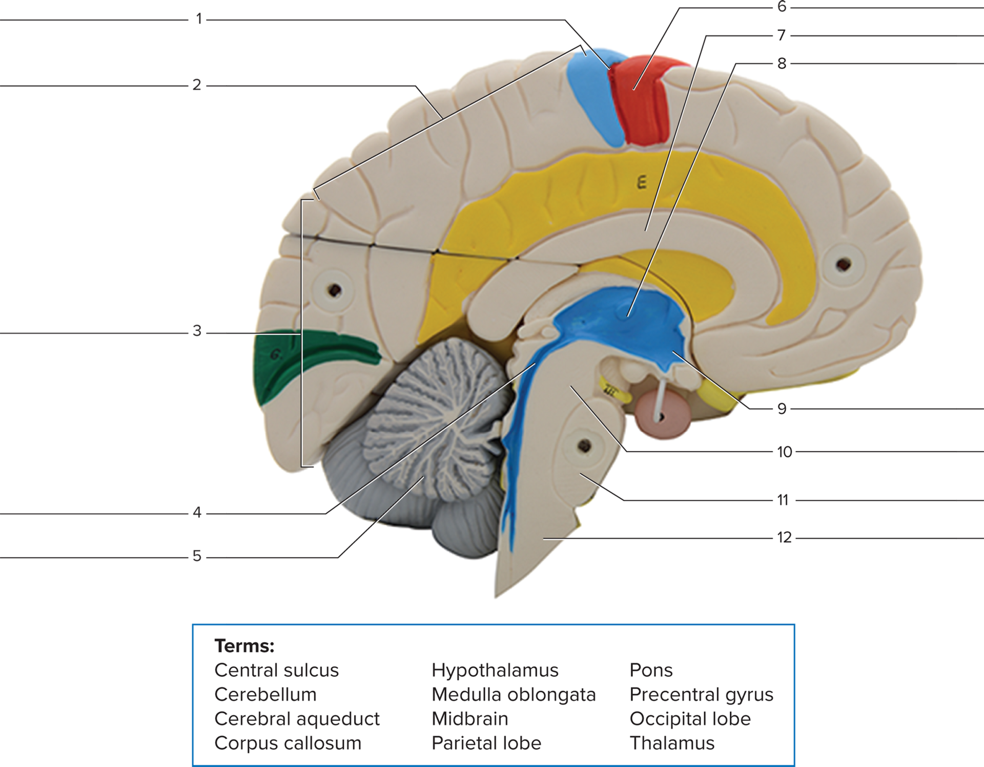 <p>Parietal lobe</p>