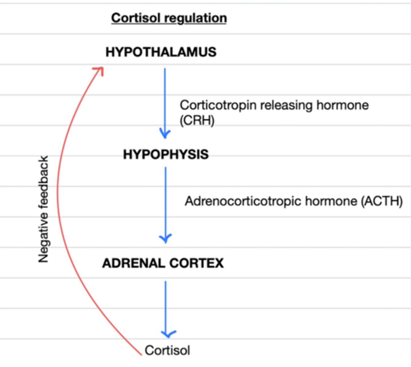<p>ACTH from the hypophysis</p>