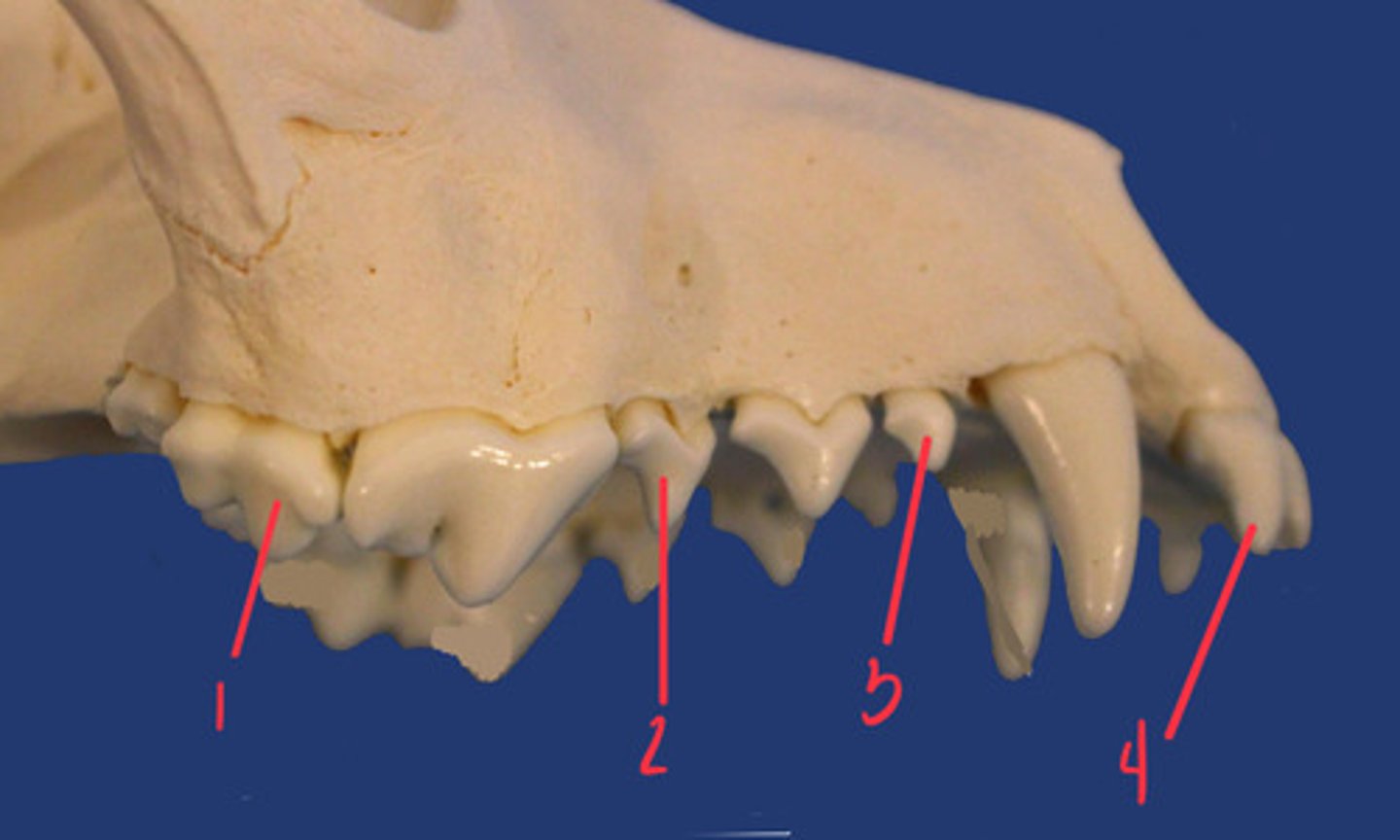 <p>What is the number according to the triadan system for 4? How many roots does it have and what animal is this?</p>