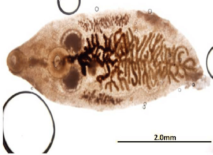<p>Identify this parasite</p>