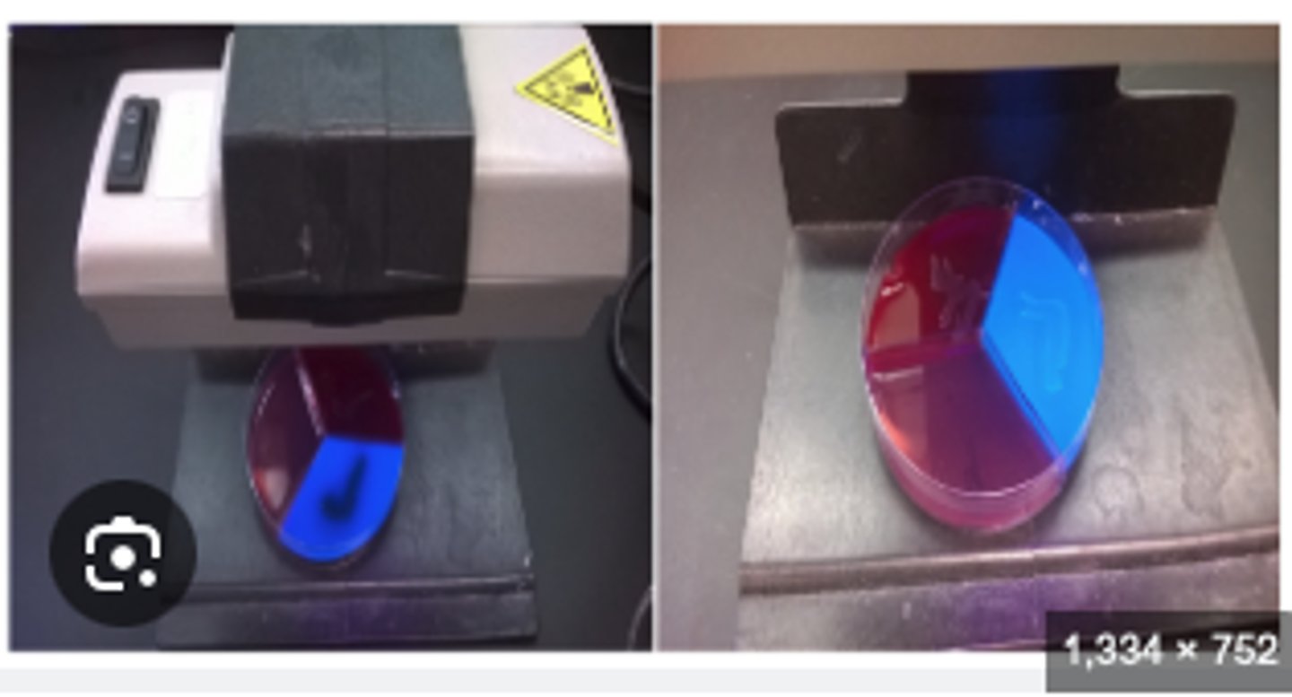 <p>How to differ Streptococcus dysgalactiae and Streptococcus uberis</p><p>The will culture very similarly... BUT on Edwards there will be a difference. This is indicative of using A UV light and analyzing florescence. An Aesculin positive test has the ___________ of fluorescence indicating Aesculin hydrolysis.</p><p>______ is exculin positive</p>