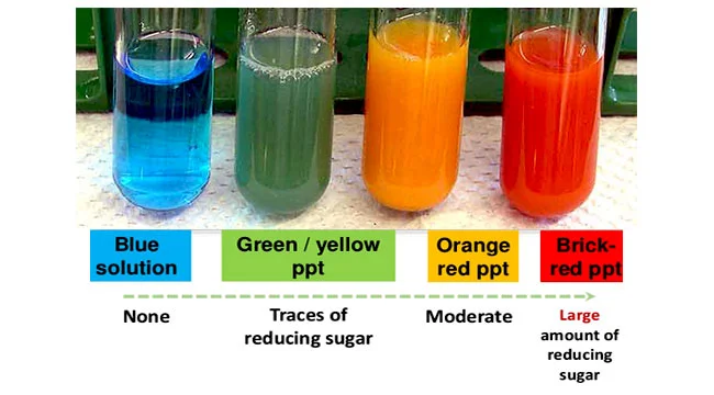 <p>The Benedict's test (colors ranging from green to yellow to orange to red).</p>