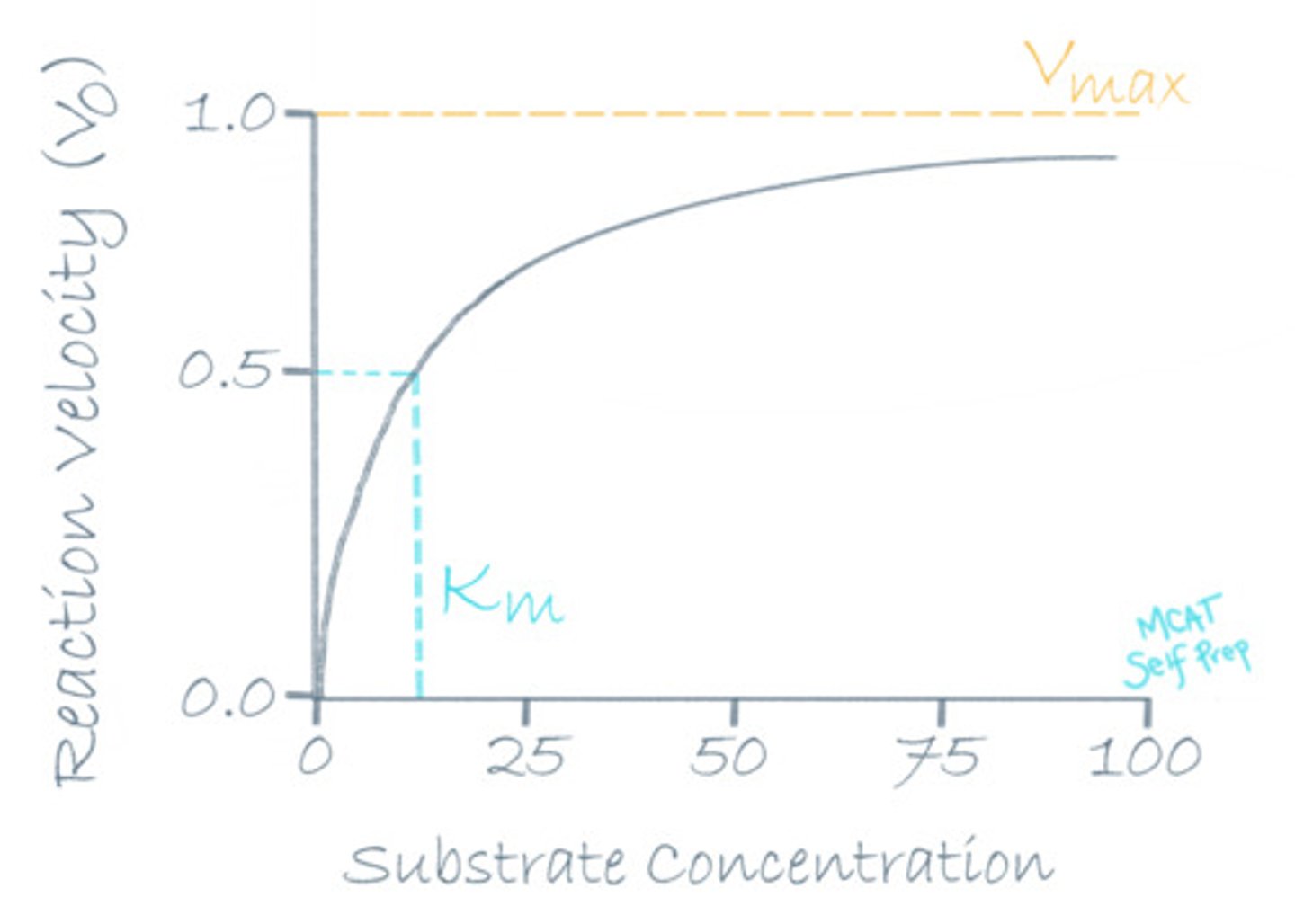 <p>(D) The enzymes no longer have available active sites.</p><p>When the rate of reaction reaches Vmax, it means that the enzymes are saturated and will not be able to react any more quickly since all active sites are filled up with substrates.</p>