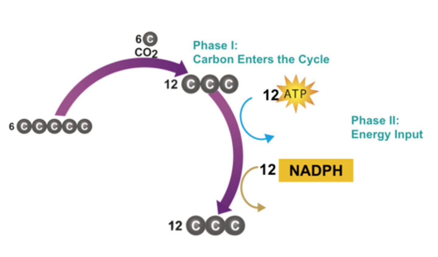 <p>During this phase of the Calvin cycle ATP and NADPH are used to produce a 3-carbon sugar that can be used to make glucose</p>