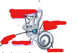 <p>Label the following image from top to bottom… </p>
