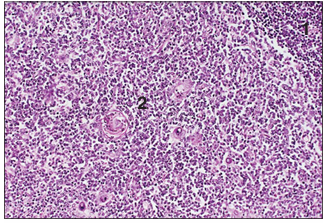 <p>name of histologic slide:</p><p>Specie:</p><p>Parts</p><p>1.__ 2.__</p><p>Stain used:</p>