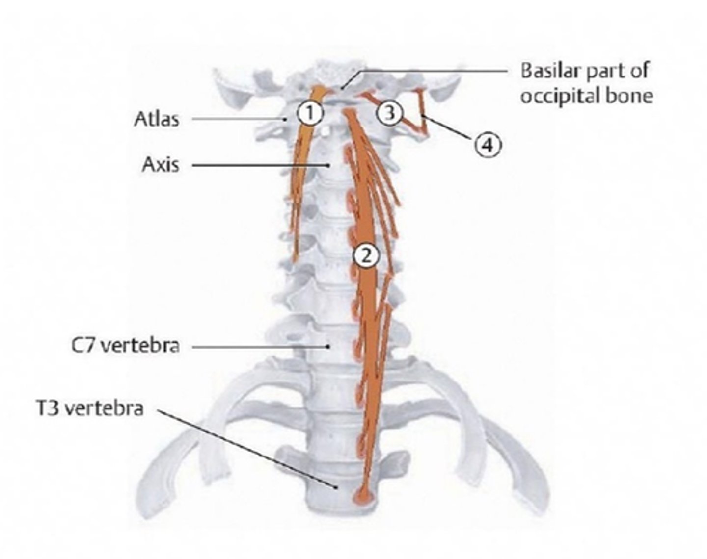 <p>welke spieren zijn hier aangeduid</p>
