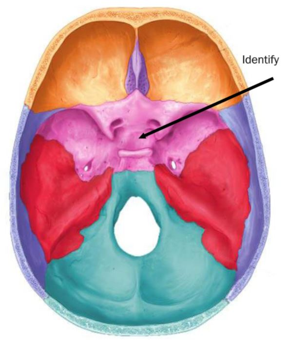 <p>the bony indentation where the pituitary gland sits is called the</p>