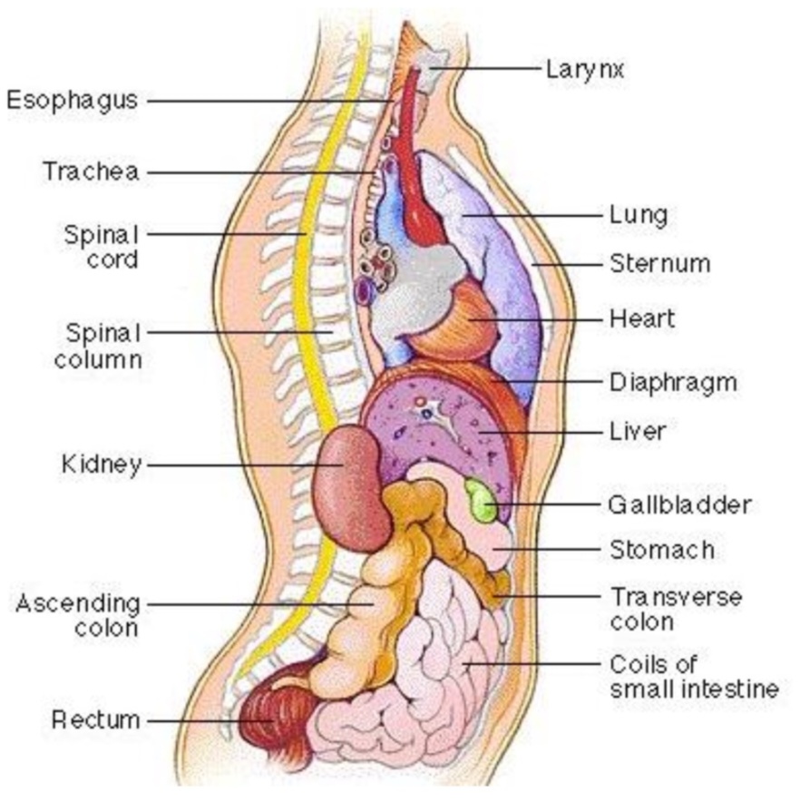 <p>___ to the heart is sternum.</p>