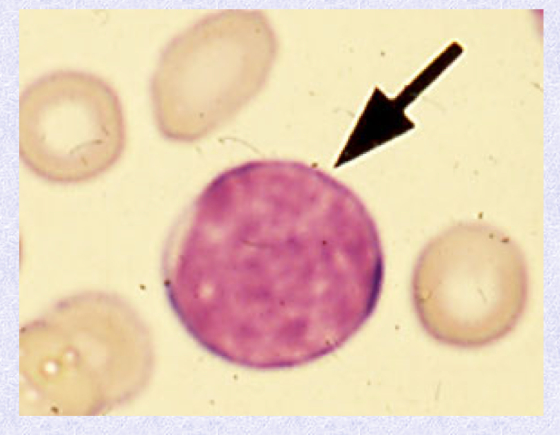 <p>What cell type is shown?</p>