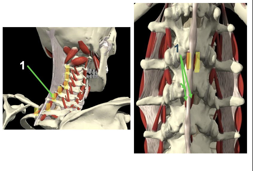 <p>Welke spier? Proximale en distale aanhechting? Innervatie? Functie? <br>1</p>