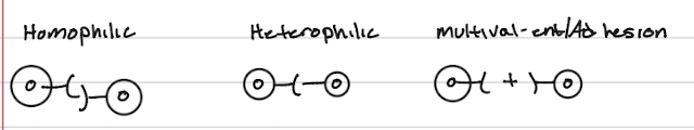 <ul><li><p>Homophilic adhesion occurs when two identical CAMs on neighboring cells bind to each other, like two cells holding hands with the same type of molecule</p></li></ul><ul><li><p>Heterophilic adhesion occurs when one type of CAM on one cell binds to a different type of molecule on a neighboring cell</p></li><li><p>multivalent adhesion involves a third, separate bridging molecule that binds to and connects two CAMs on separate cells</p></li></ul><p></p>