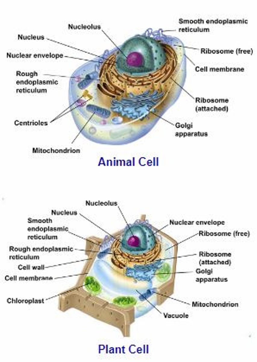 <p>A cell that contains a nucleus and membrane bound organelles</p>