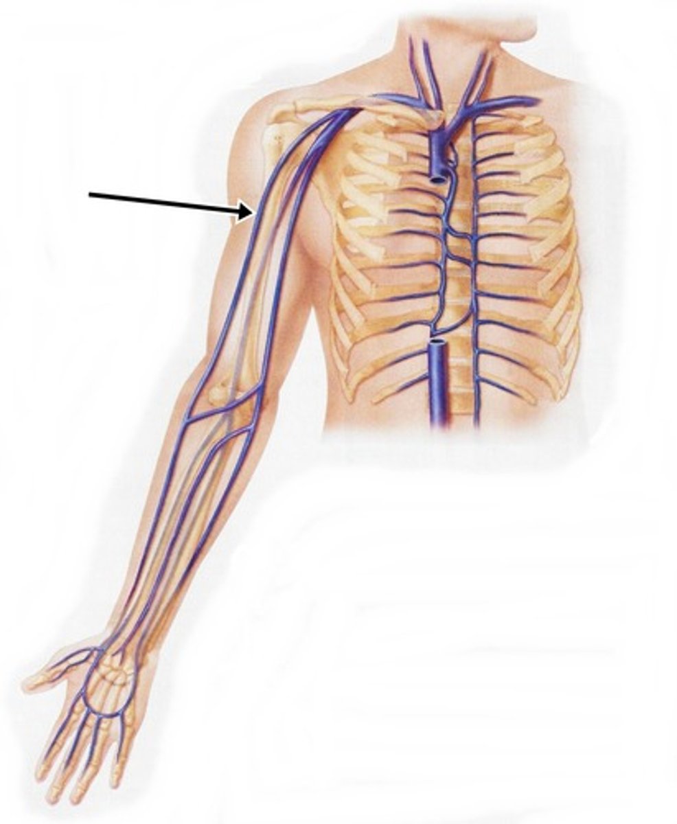 <p>Large vein on the outermost side of the upper arm</p>