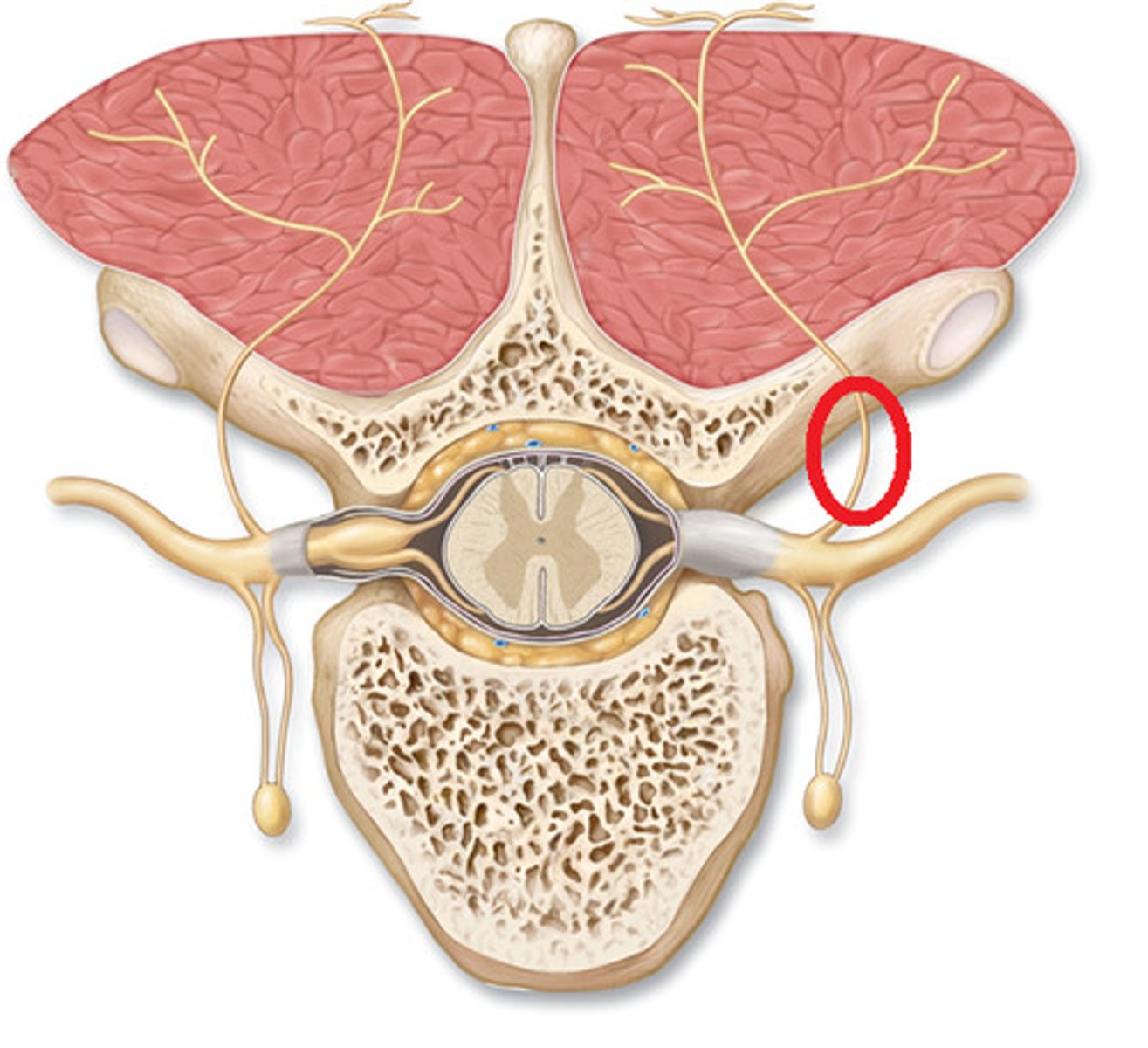 <p>posterior ramus</p>