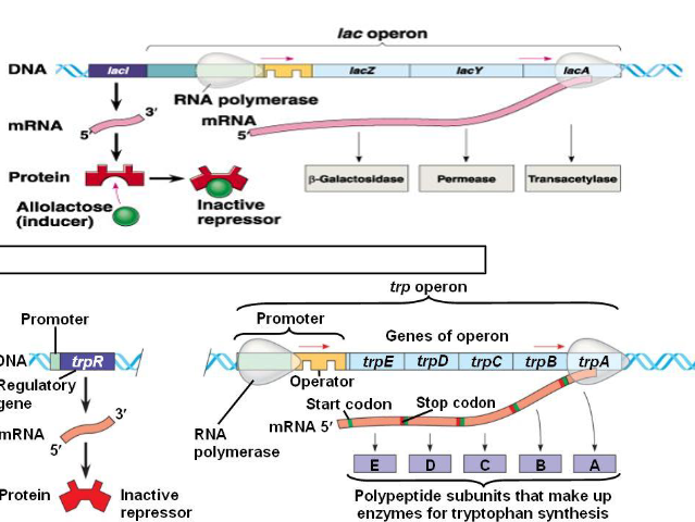 <p>repressible operon who’s main job is to make/synthesize tryptophan</p><ul><li><p><strong>when tryptophan is absent: </strong>by nature, the inactive repressor is already denatured so the RNA polymerase can proceed</p></li><li><p><strong>when tryptophan is present: </strong>the tryptophan acts as a corepressor, binding to the repressor and making it an active repressor, blocking the RNA polymerase</p></li><li><p>this tells them that there’s enough tryptophan made and making more would waste resources</p></li></ul>