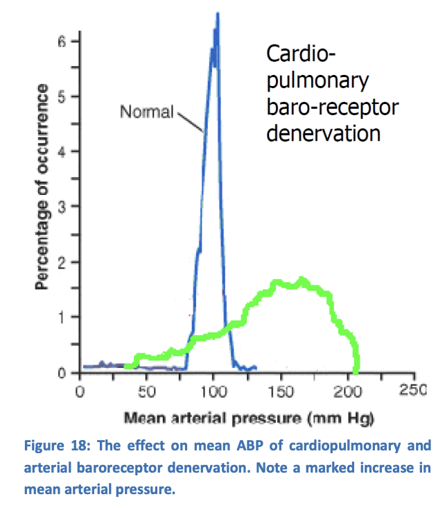 <ul><li><p>produce<strong>&nbsp;mean ABP rise</strong></p></li></ul><p>→<strong> contrasts</strong>&nbsp;with the normal ABP seen with arterial baroreceptor denervation alone</p><p></p>
