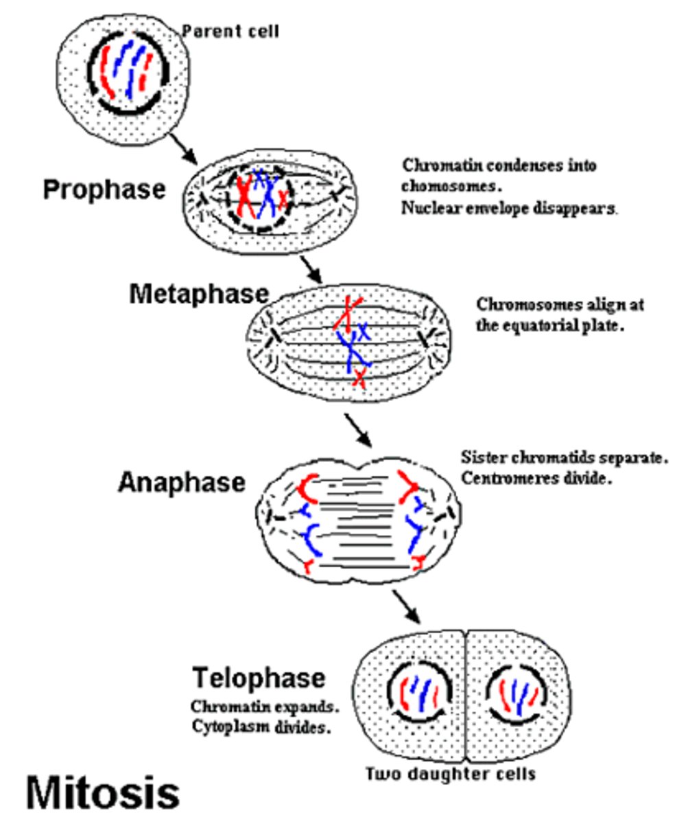 <p>Prophase: chromatin condenses into chromosomes</p><p>Metaphase: the two connected sister chromatids line up along the center of the cell, helped by the spindle apparatus.</p><p>Anaphase: the spindle fibers pull the chromatids apart to opposite poles, now called chromosomes.</p><p>Telophase: chromosomes organize into their respective new nuclei</p><p>Cytokinesis: division of the cytoplasm</p>