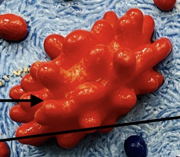 <p>What modifies, sorts, and packages products for exocytosis?</p>