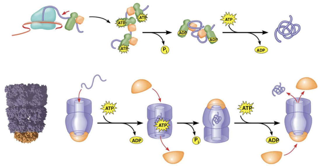 <ul><li><p><span style="background-color: transparent;"><span>The protein that emerges from the ribosome may or may not be the most effective version of that protein. This is because portions of the protein that are translated first get folded before the rest of the protein gets translated.</span></span></p></li><li><p>Assist in protein folding, NOT by folding them, but instead by UNfolding them so improperly folded proteins can try again.</p></li><li><p>They use ATP to break chemical bonds</p></li><li><p><span style="background-color: transparent;"><span>They can also form complexes that can allow the protein to fold in a closed environment</span></span></p></li></ul><p></p>