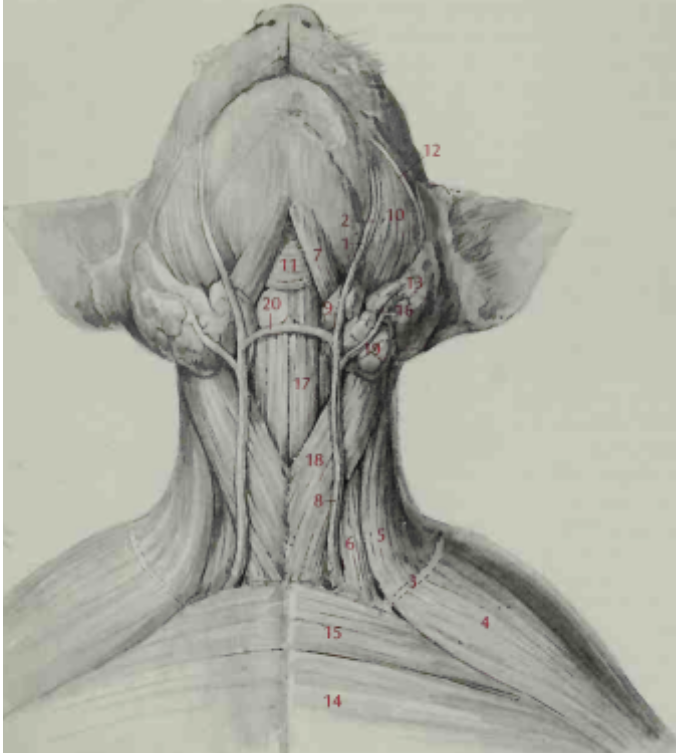 <p>Superficial muscles of the neck, ventral view</p>