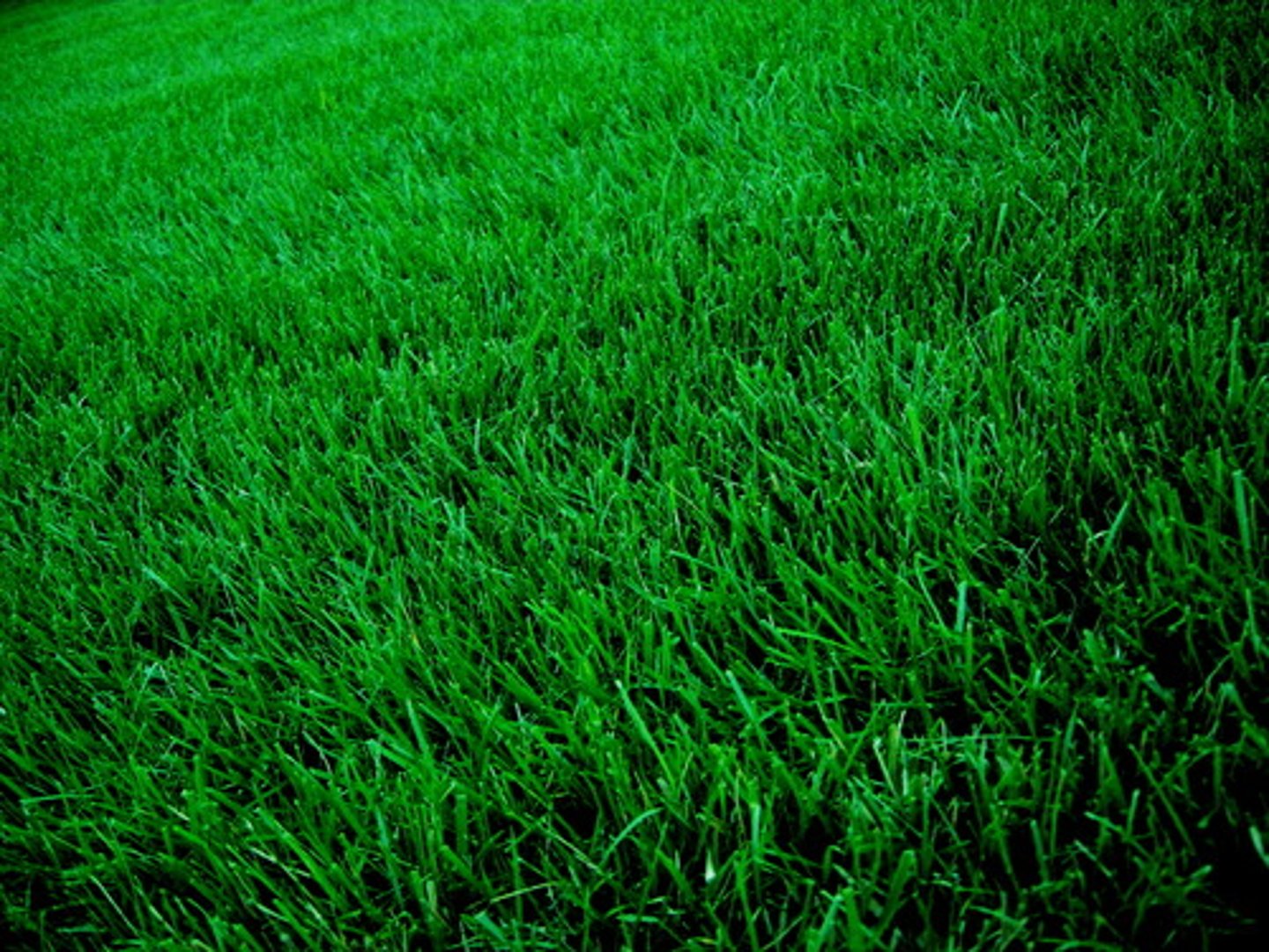 <p>the grass</p>