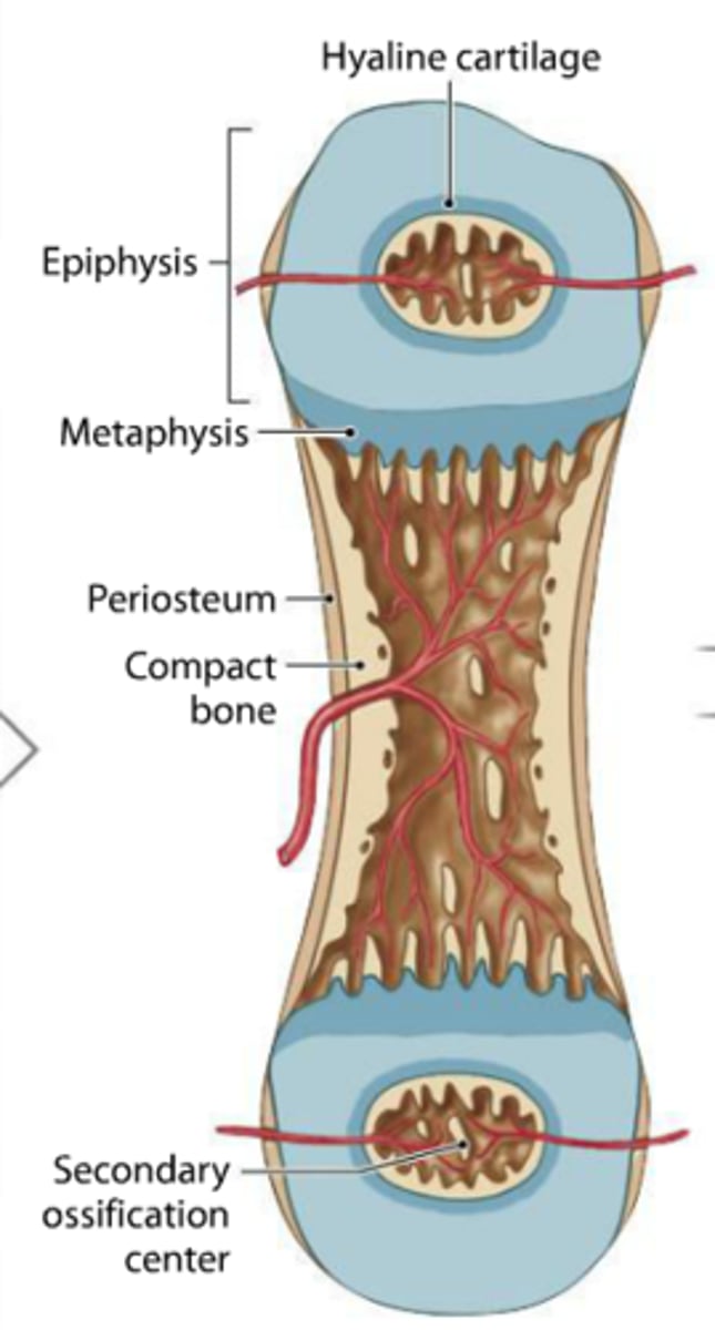 <p>ossification of epiphyses (childhood to adulthood); cartilage in secondary ossification centers calcify and deteriorate; cartilage remains in two places : epiphyseal surfaces (articular cartilage) and epiphyseal plates (epiphysis-diaphysis interface)</p>
