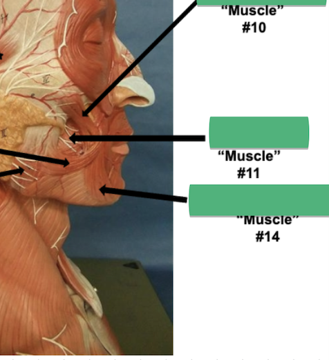 <p>Label muscle #14</p>