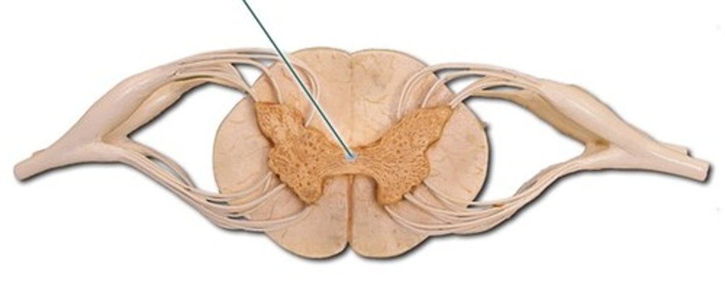 <p>A tiny channel found within the spinal cord and inferior medulla oblongata<br><br>In the horizontal bar of the H surrounded by gray matter<br><br>Longitudinal canal in the center of an osteon that contains blood vessels and nerves, a passageway along the longitudinal axis of the spinal cord that contains cerebrospinal fluid.</p>