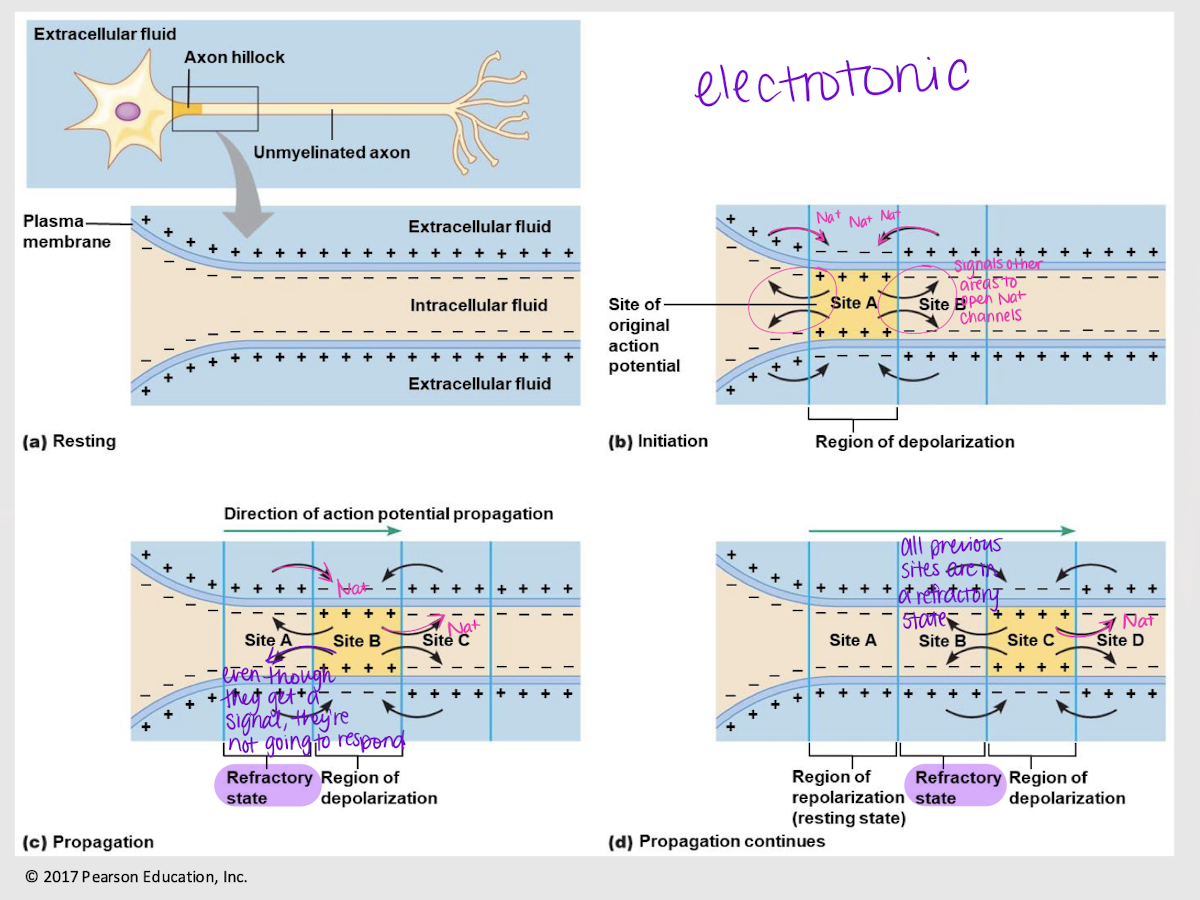 <p>electrotonic propagation; Na+</p>