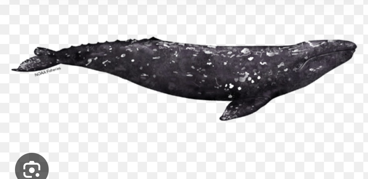<p>gray whale</p>