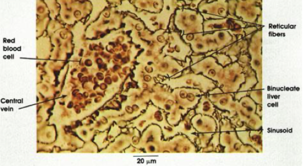 <p>Knoglemarv og lymfoide organer (som stroma alene)</p><p>Netværk omkring celler; fedtceller, schwanske- og muskelceller</p><p>Omkring parenchumceller i kirtler</p><p>Basalmembranen</p>