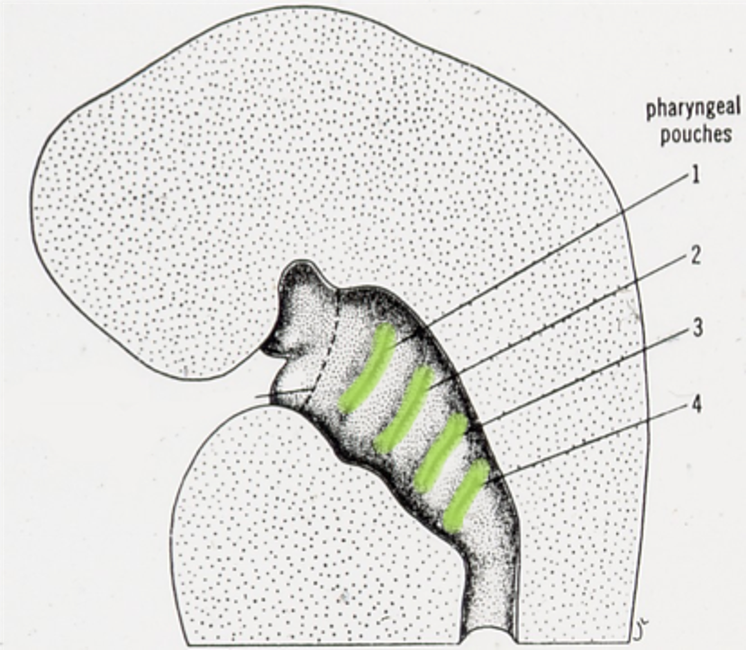 <p>what do the green lines in this image represent </p>