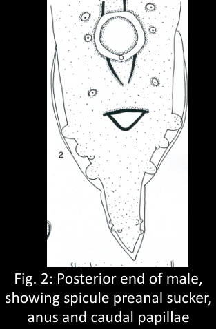 <ol><li><p><em><u>Ascaridia galli</u></em></p></li><li><p>Small intestine</p></li><li><p>Chicken, Geese, Turkey, other birds</p></li><li><p>Largest nematode in birds</p></li></ol><p></p>
