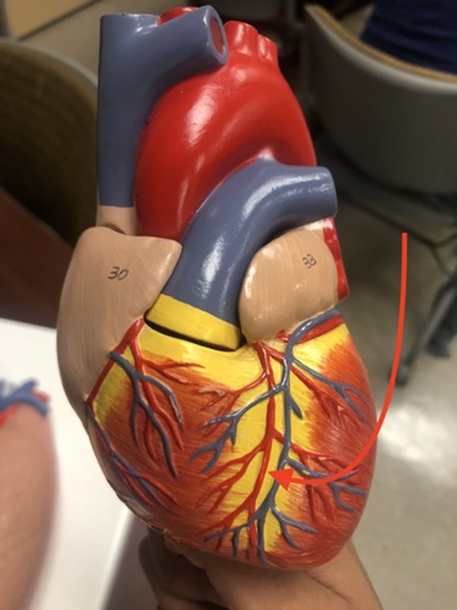 <p>A major artery supplying blood to the front of the left side of the heart.</p>