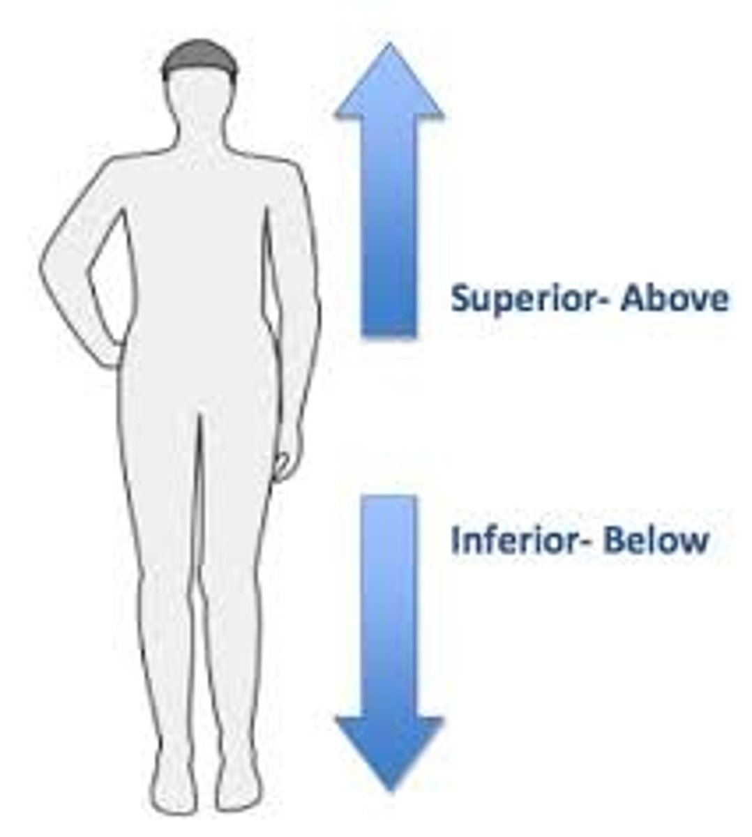 <p>Closer to the feet than another structure.</p>