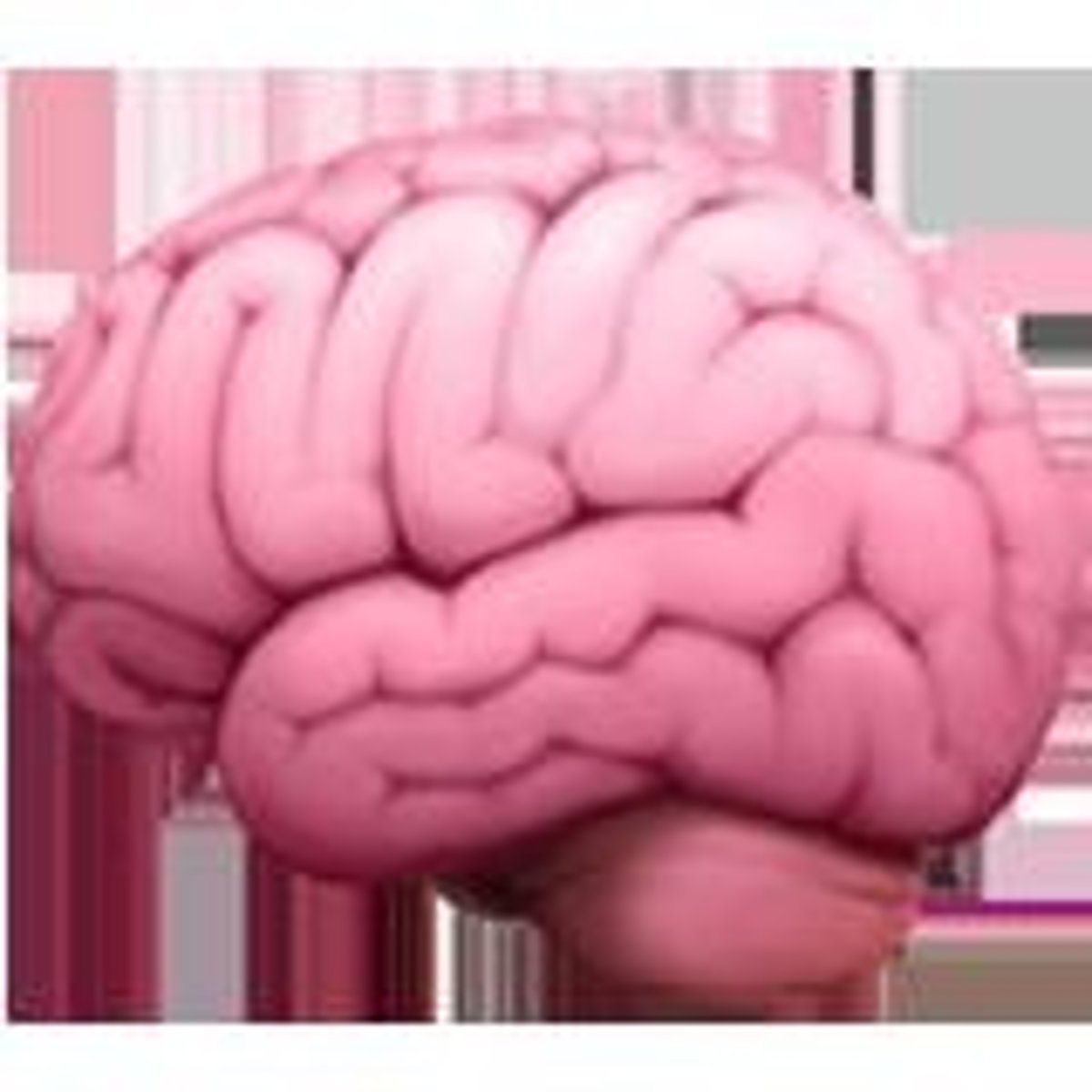 <p>Controls thoughts, motor/sensory function, and autonomic function.</p>