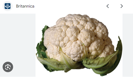 <ul><li><p>is a large round vegetable that has a hard white centre surrounded by green leaves.</p></li></ul><p><em>=…= is a cool-weather crop and requires consistent temperatures of about 16 °C to produce heads.</em></p>