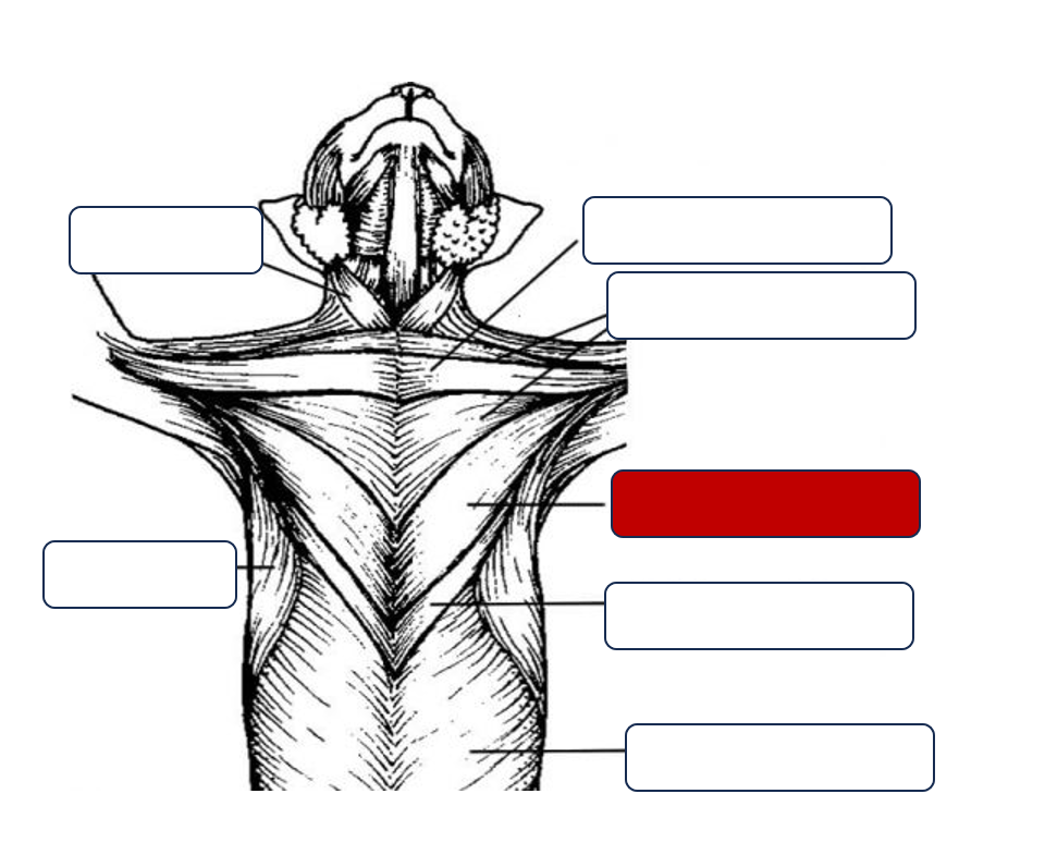 <p>Label the muscle</p>