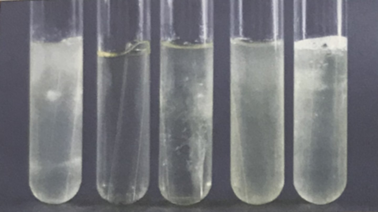 <p>NITRATE REDUCTION TEST</p><p>What is placed inside the broth to trap a portion of any gas produced?</p>