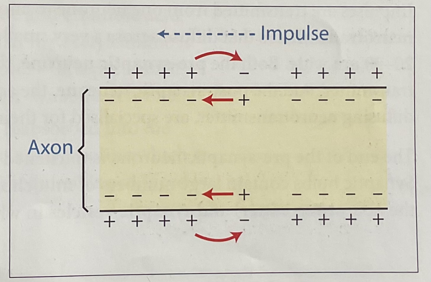 <p>Propagation of a nerve impulse</p>